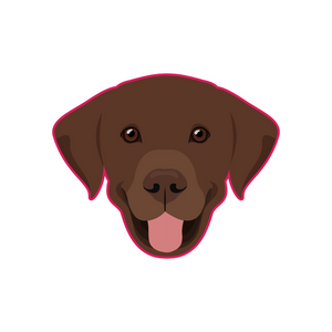 Labrador Chocolate Brown