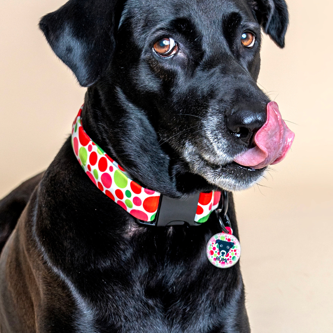 Labrador (White/Brown)  - Collar & Tag