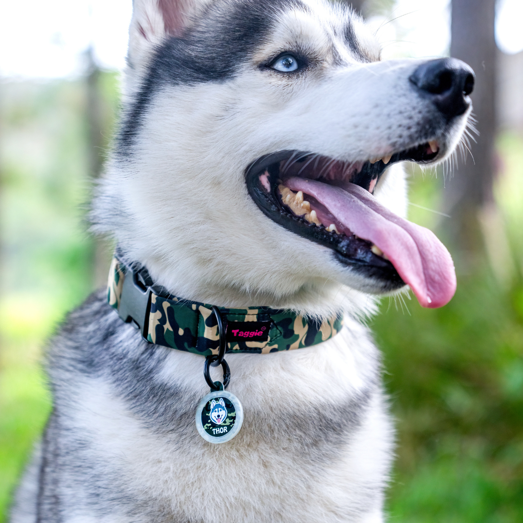 Labrador (White/Brown)  - Collar & Tag