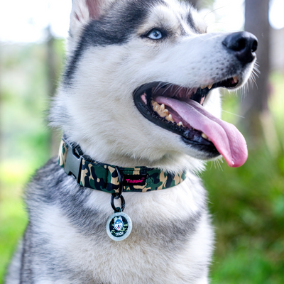Pomeranian - Collar & Tag