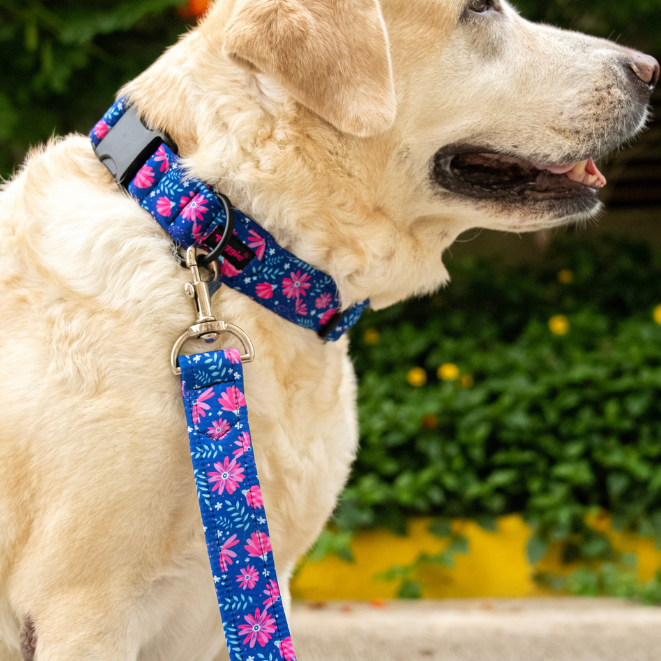 Matching Leash with Collar