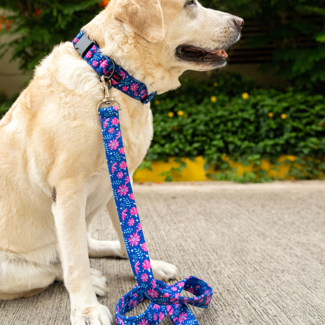 Paws & Boxes Collar-Leash
