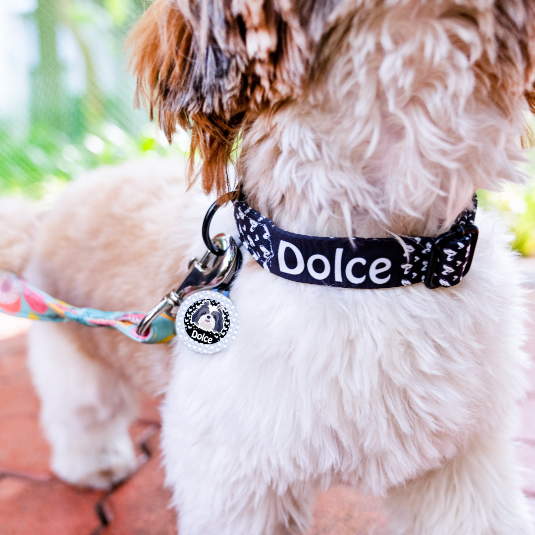 Cocker spaniel  - Collar & Tag