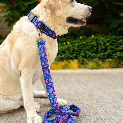 Starry Stories Leash