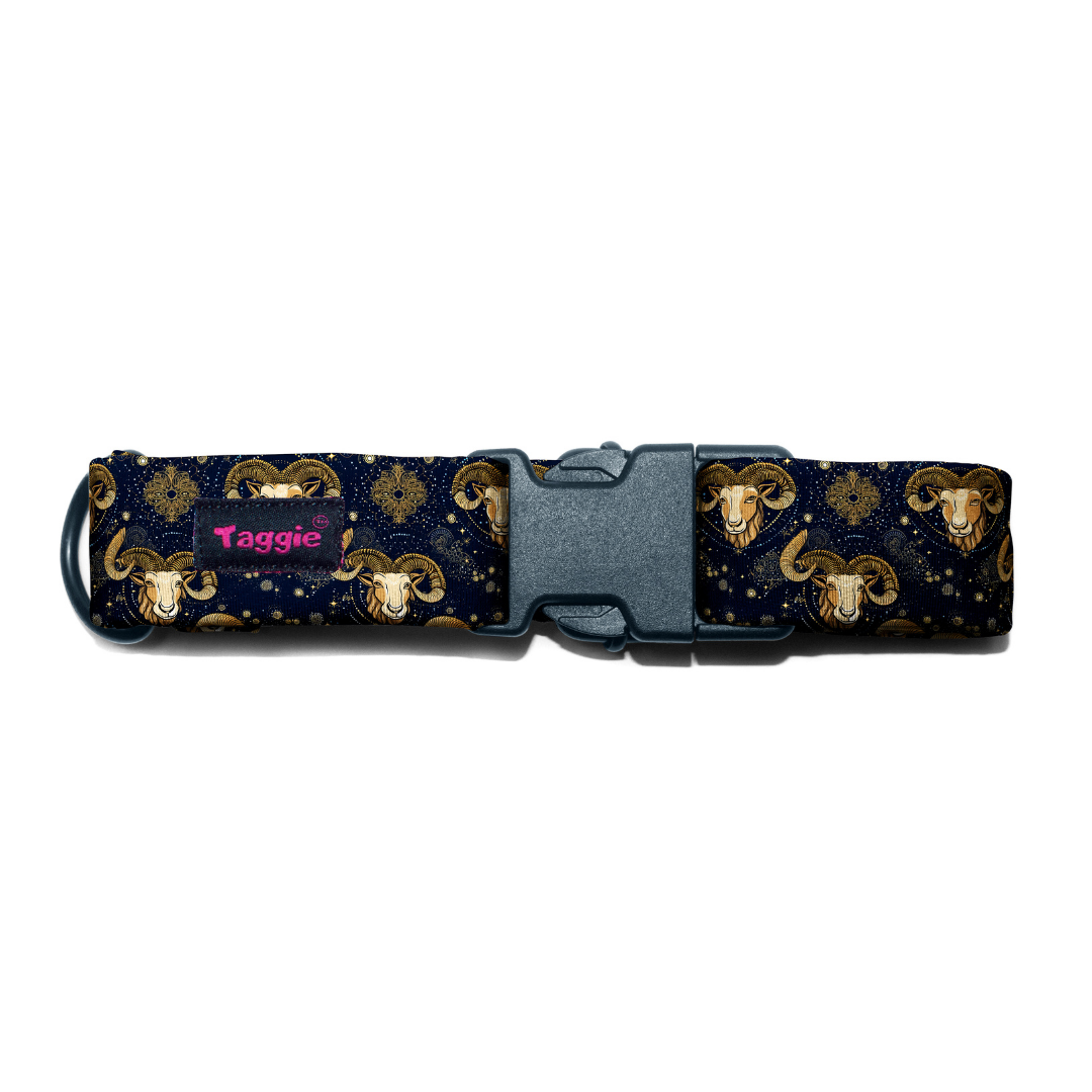 Aries Collar -Leash