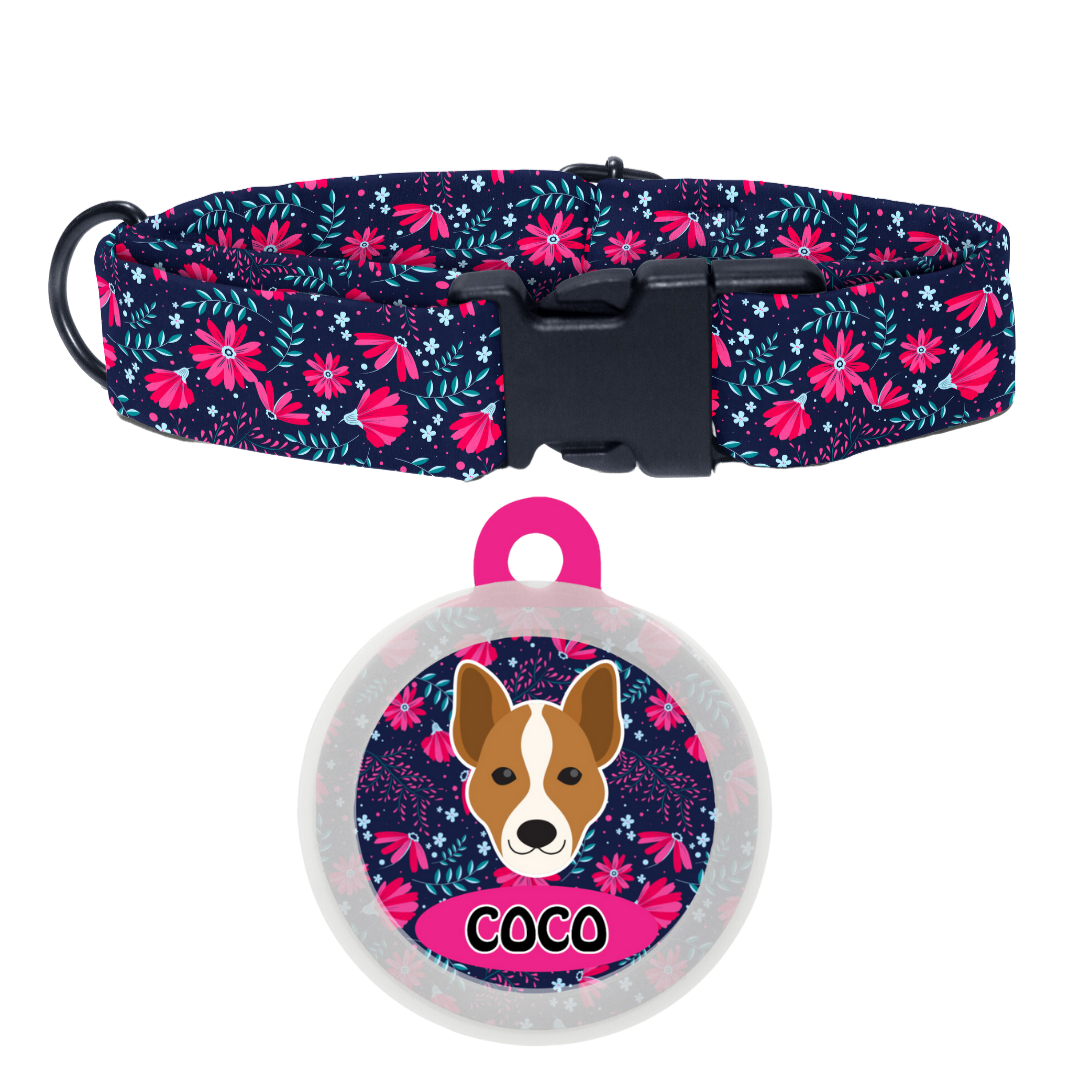 Basenji - Collar & Tag