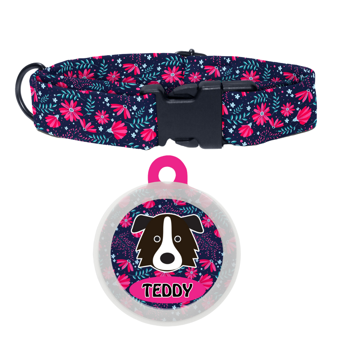 Border Collie - Collar & Tag