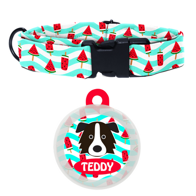 Border Collie - Collar & Tag