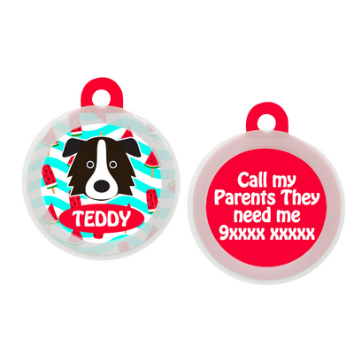 Border Collie - Collar & Tag