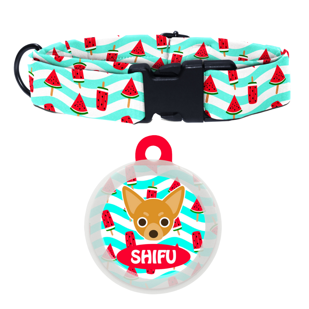 Chihuahua  - Collar & Tag