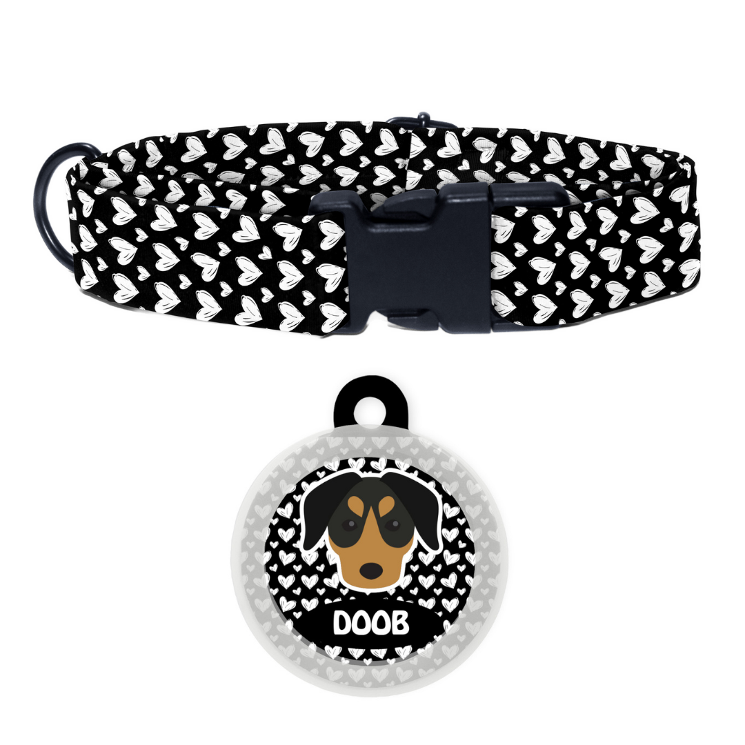 German Pinscher  - Collar & Tag