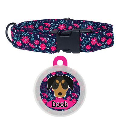 German Pinscher  - Collar & Tag