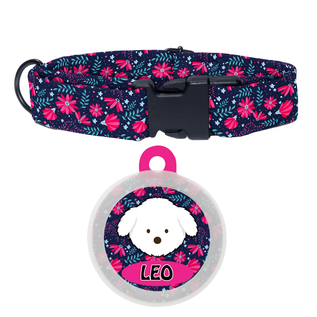 Maltese - Collar & Tag