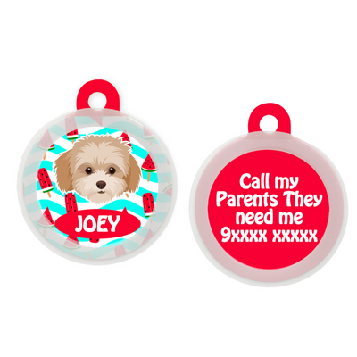 Maltipoo White-Brown - Collar & Tag