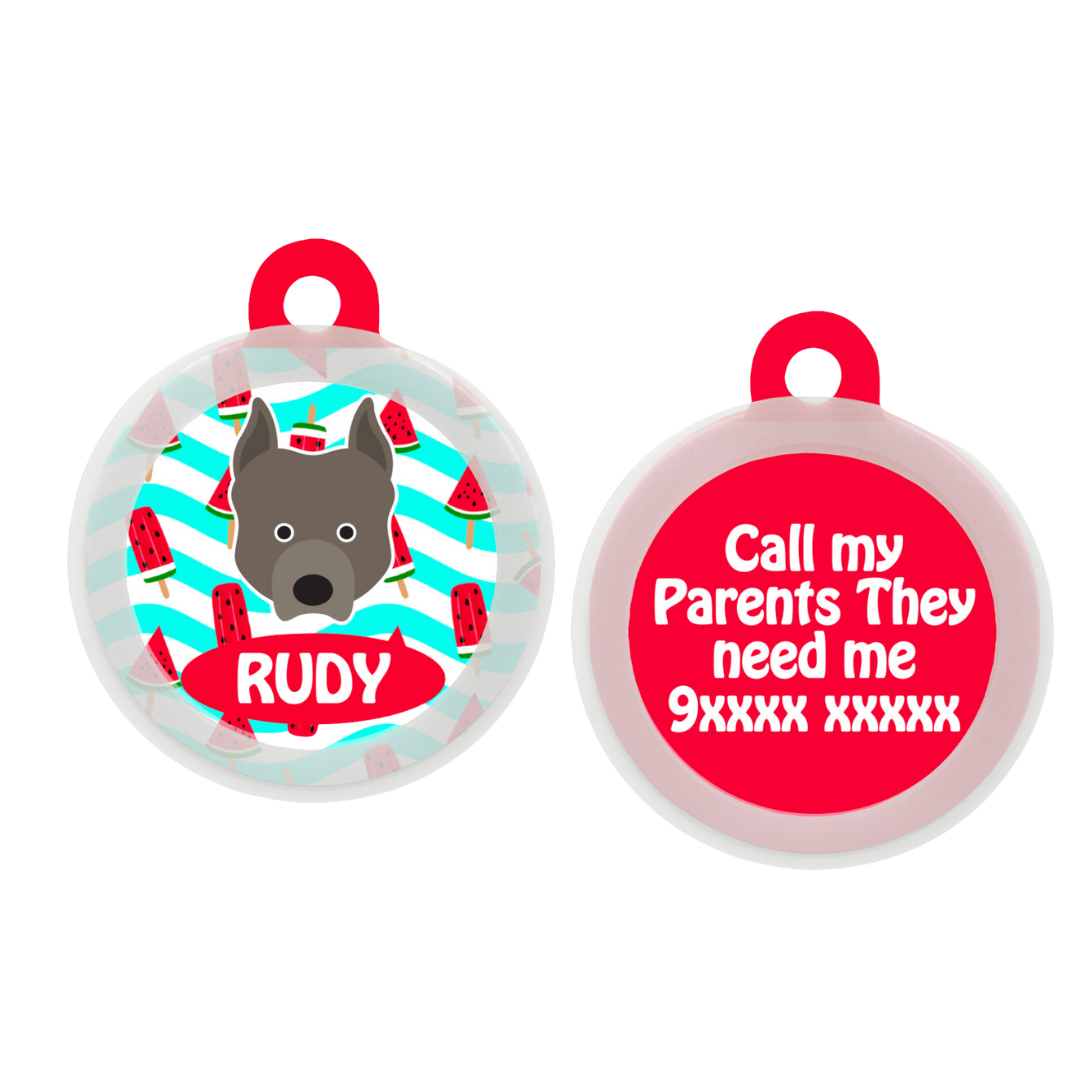 Pit Bull  - Collar & Tag