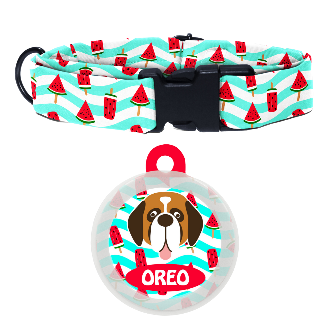 Saint Bernard - Collar & Tag