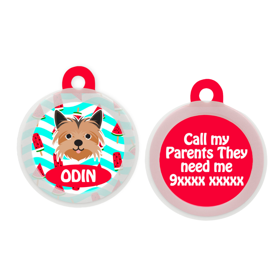Yorkshire Terrier  - Collar & Tag