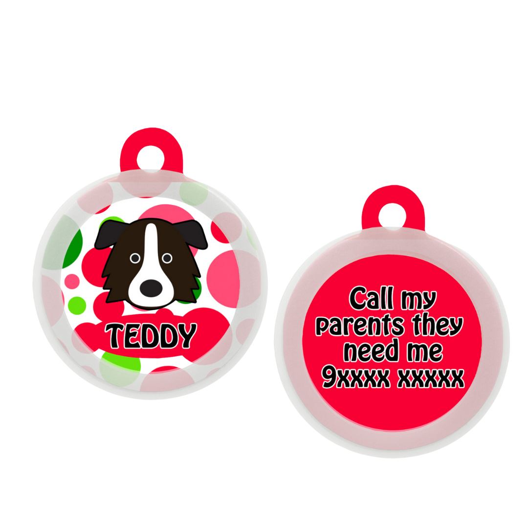 Border Collie - Collar & Tag