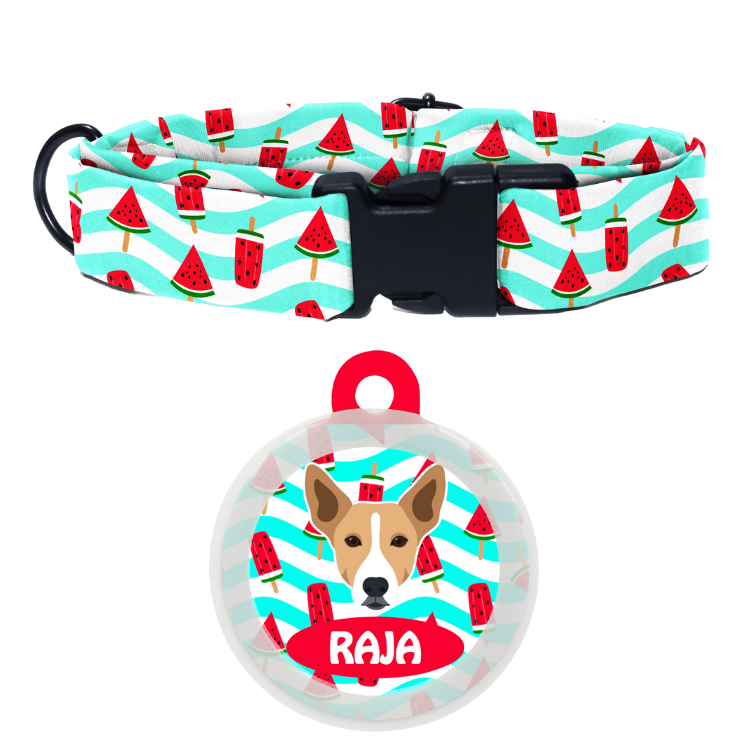 Indie BRW (ears up)  - Collar & Tag