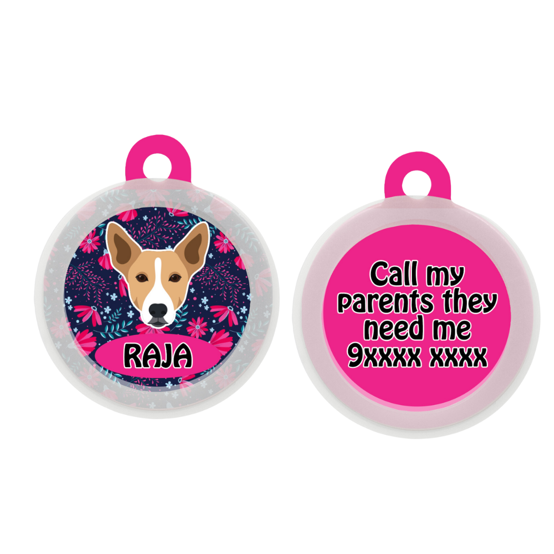 Indie BRW (ears up)  - Collar & Tag