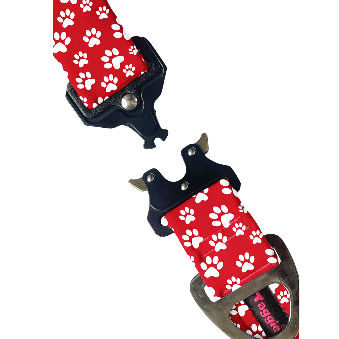 Fido's Favourite - Collar & Tag
