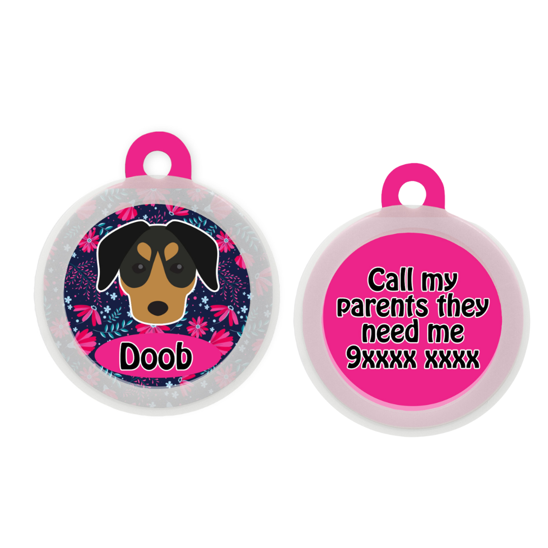 German Pinscher  - Collar & Tag