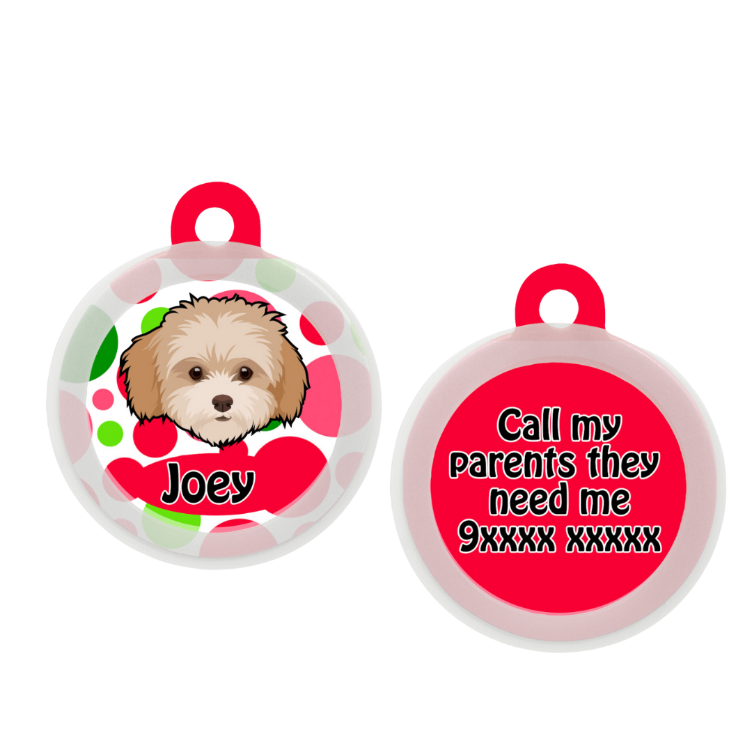 Maltipoo White-Brown - Collar & Tag