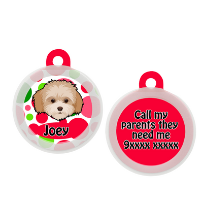 Maltipoo White-Brown - Collar & Tag