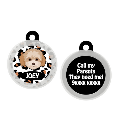 Maltipoo White-Brown - Collar & Tag