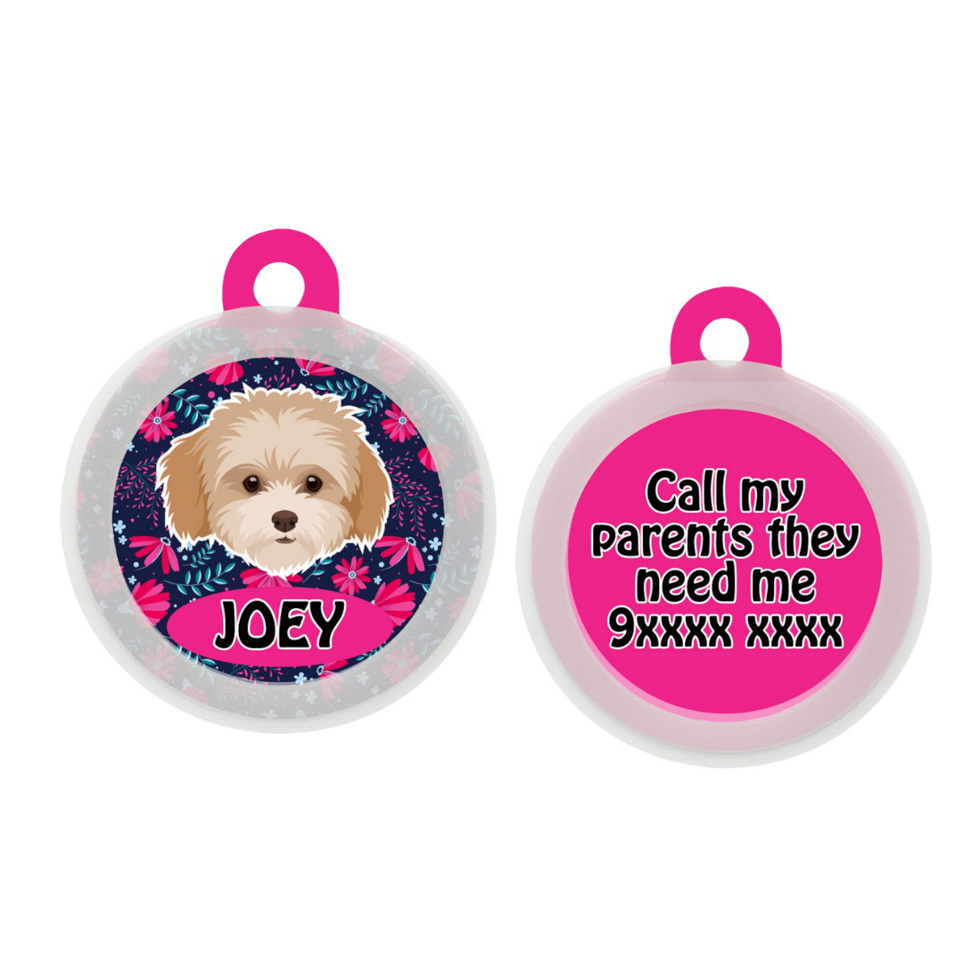 Maltipoo White-Brown - Collar & Tag