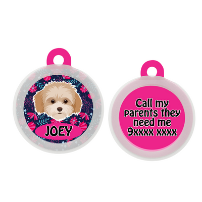 Maltipoo White-Brown - Collar & Tag